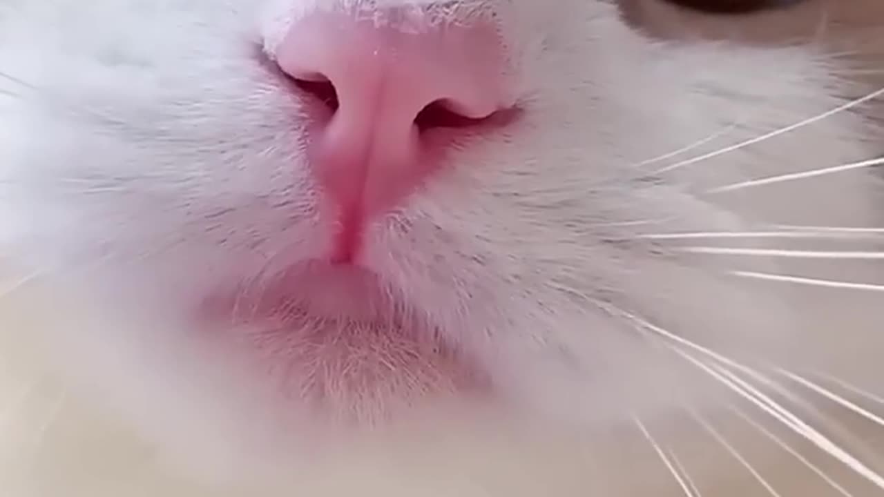 Cute cat