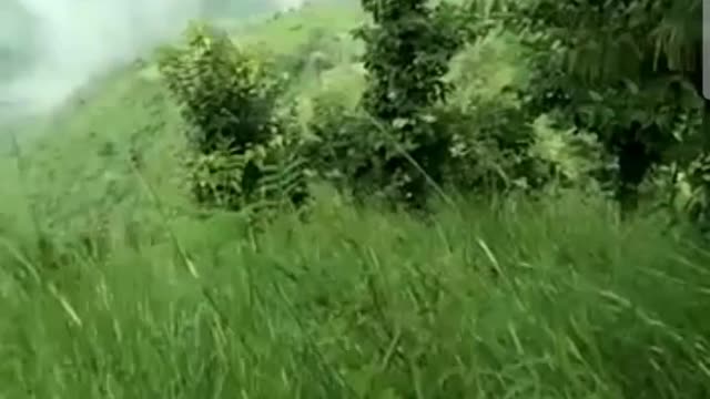 beautiful nature view