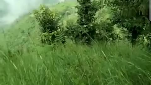 beautiful nature view