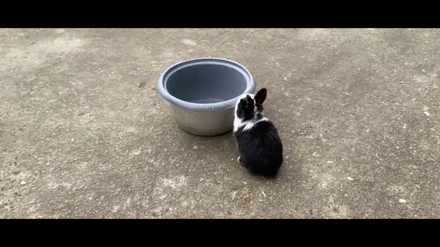 animal