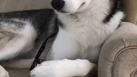 Is the dog hungry let's see