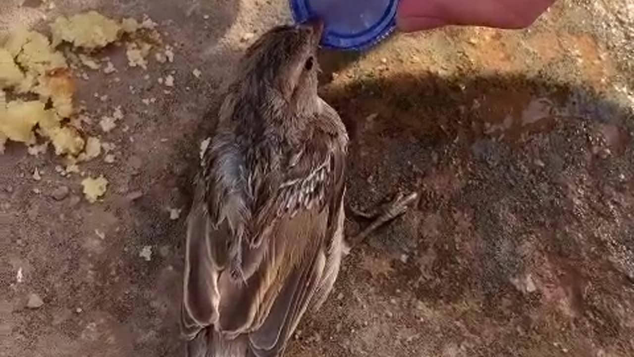 Un oiseau demande de l'eau