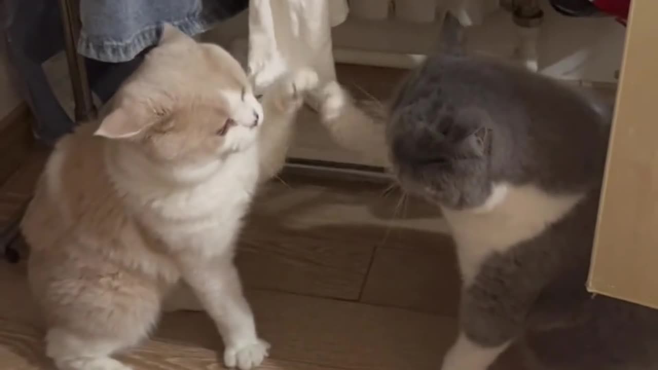 How much can a cat get into a fight? If you don't agree, do it!