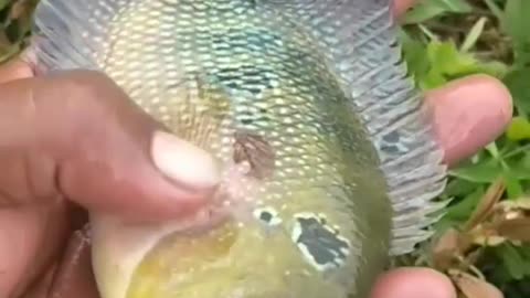 This is a beautiful and charming water-dwelling species