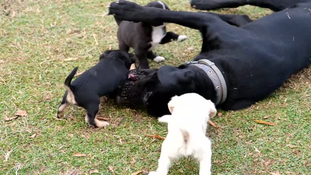Dogs friends