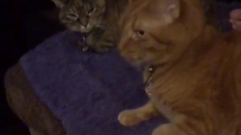 Cute dogs and cats