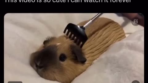 Cute animals