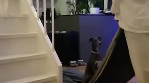 cute dog refuses to leave blanket!