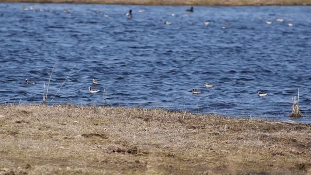 Wilson's Phalarope - 01