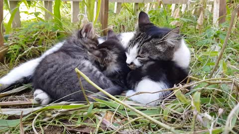 Cute cat sleeping😴😴😴😴