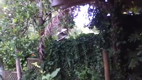 Native New Zealand Bird dropping native fruits on our silly kitty not being sneaky at all!