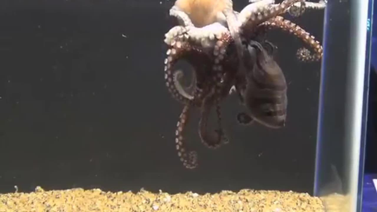 Larger Pacific Striped Octopus Mating