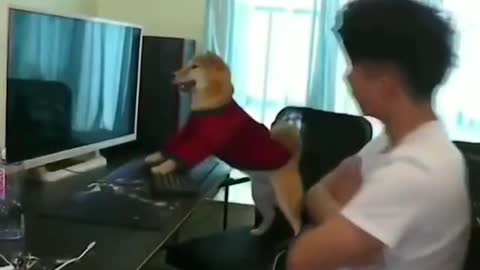 New funny video 🐕