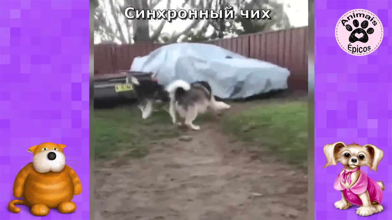 Funny Animals