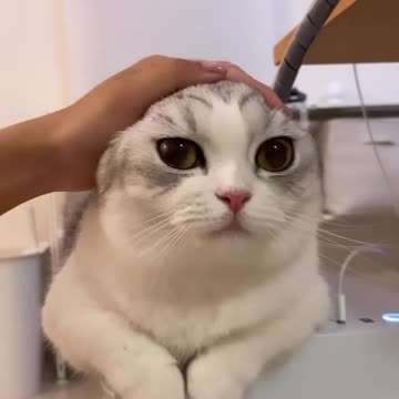 A cat without ears or a cat with ears?