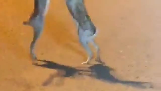 Two rabbits started boxing in the middle of the road, watching the video will make you laugh