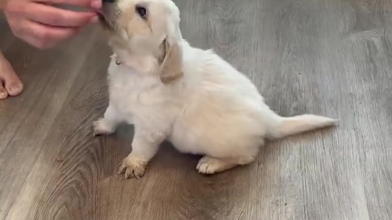 How to Train sit to your puppy!