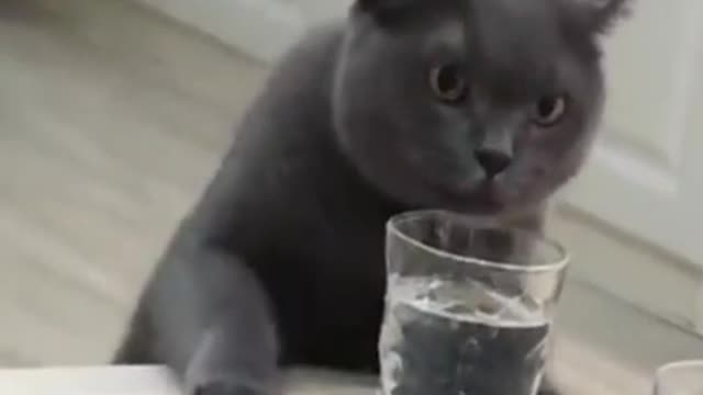 Amazing cat is drinking water from the glass