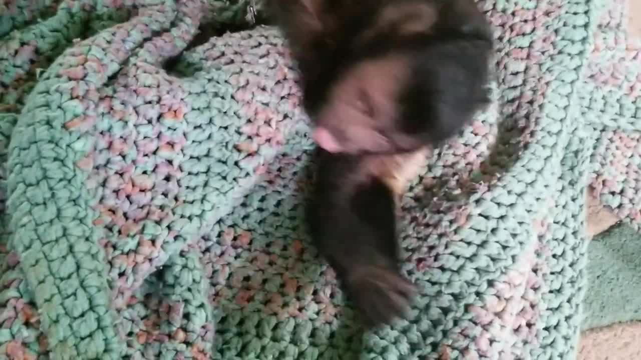 Capuchin monkey wrestles with Maltese buddy