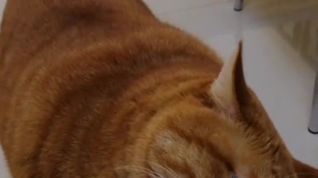 FunnyPetsToday,Funny Cat You Might Never See Before, part136