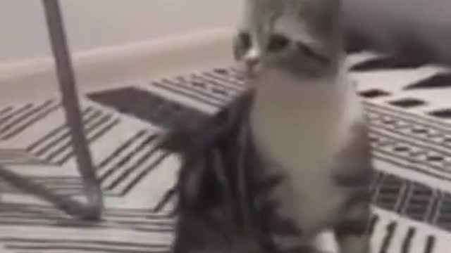 Cute Cat Strange Reactions (TRY NOT TO LAUGH)