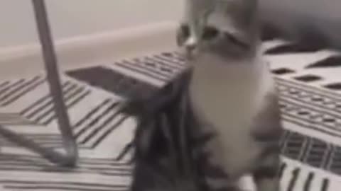 Cute Cat Strange Reactions (TRY NOT TO LAUGH)