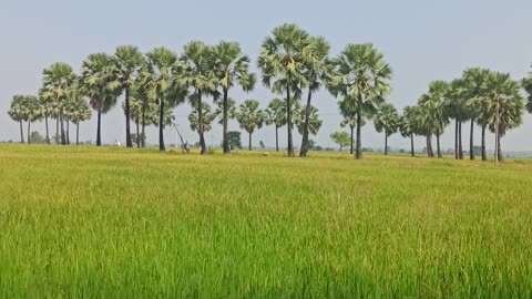 natural view greenery