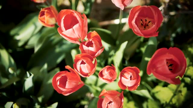 Tulips dancing in gentle breeze