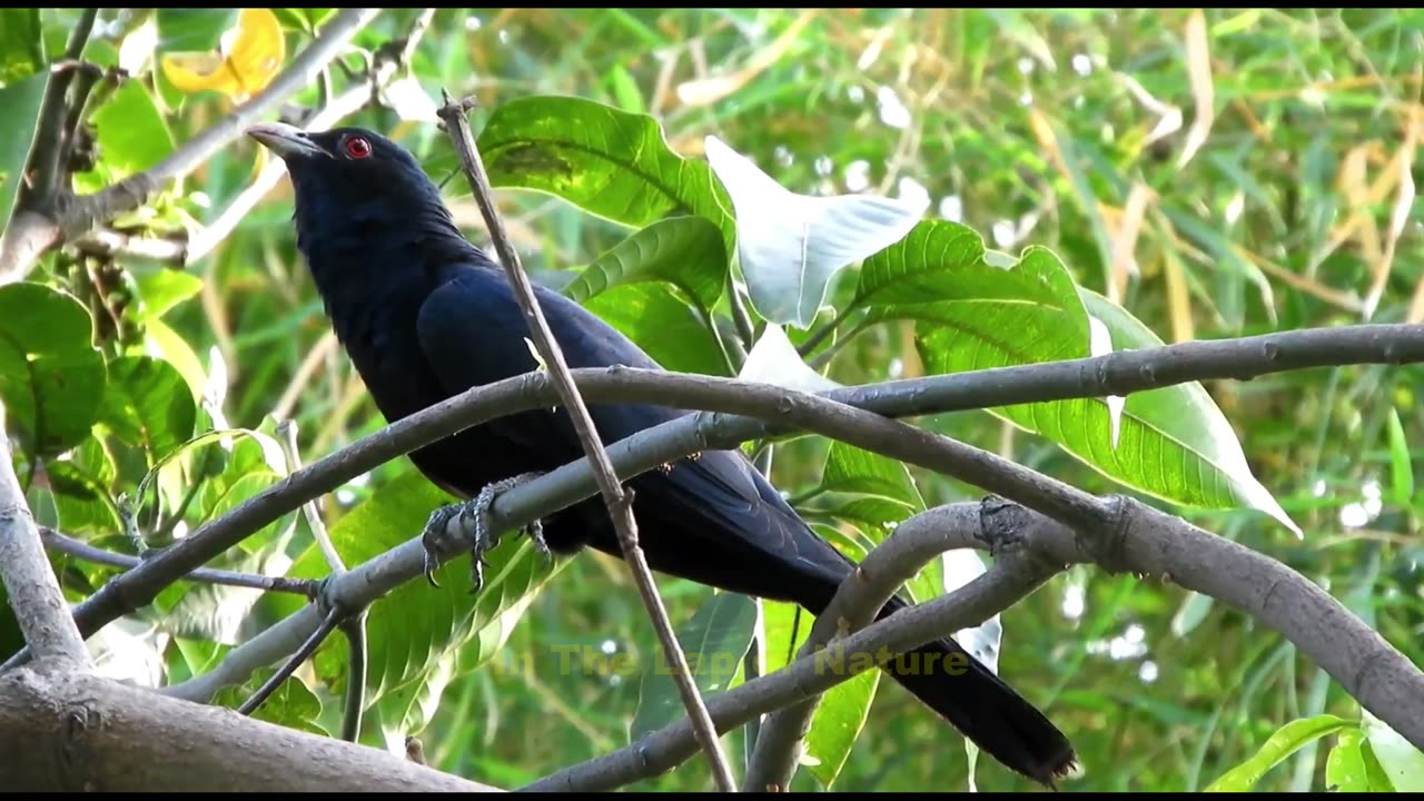 Cukoo bird singing "coo - coo" | Bird Sounds Relaxation| Soothing Nature Sounds.