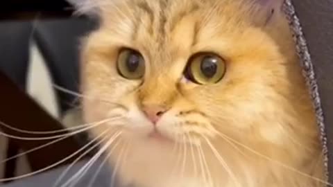 Beautiful cat 🐈 trending video