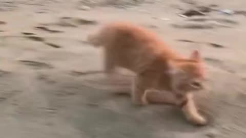 Cat funny video, animal funny video