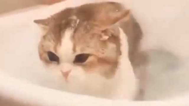 Cute cat video.check the product ➡️ link in description.#pets #cats