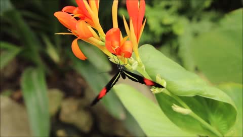 Butterfly close look HD second vid..