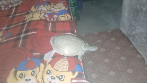 How set is my tortoise, just let the thief keep roaming in the whole room