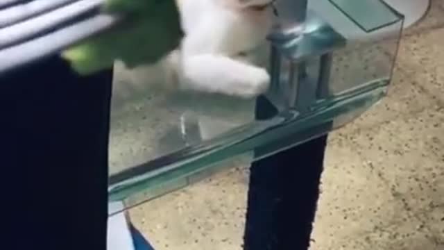 The best funny videos that I found on Tik Tok #01#shorts