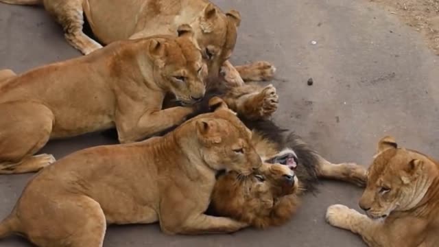 lioness kills the lion