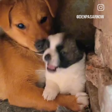 Cute puppy animal beautiful animals 😻😍 lover anamal