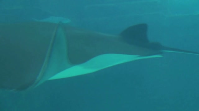 closeup of manta ray gliding past camera in murky water