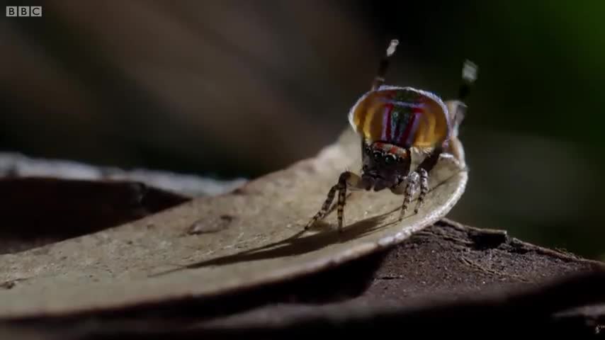 Spider Dances For His Life!! | Life Story | BBC