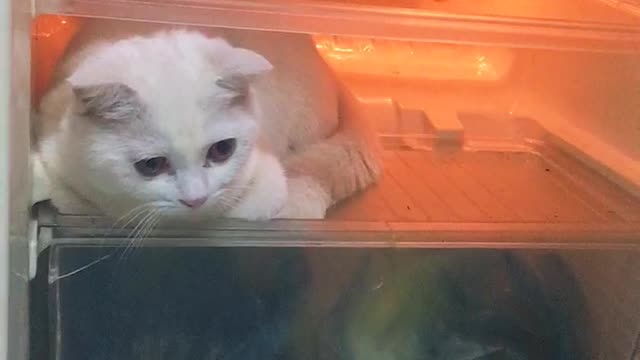 Cat Caught Hiding in Fridge