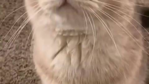 Cute cat with cute look