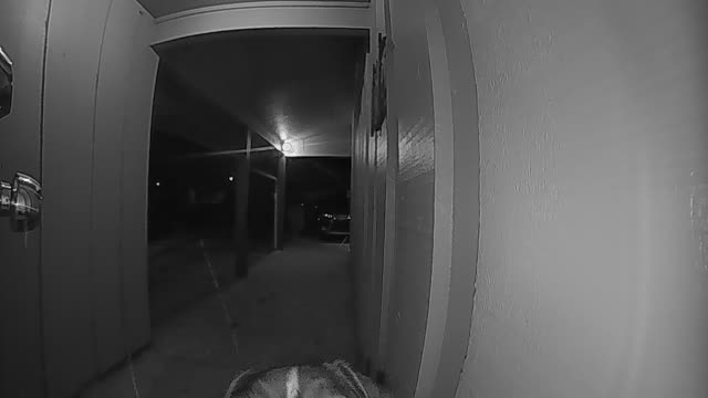 Dog Rings Doorbell To Be Let Inside