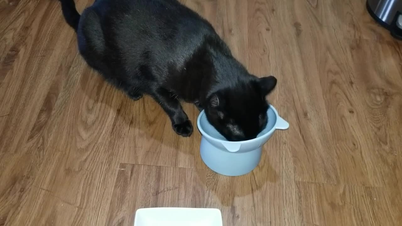 20241102 093813 Tux Eating from His New Food Bowl