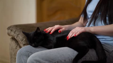 Woman Stroking a Cat Lying on the Couch