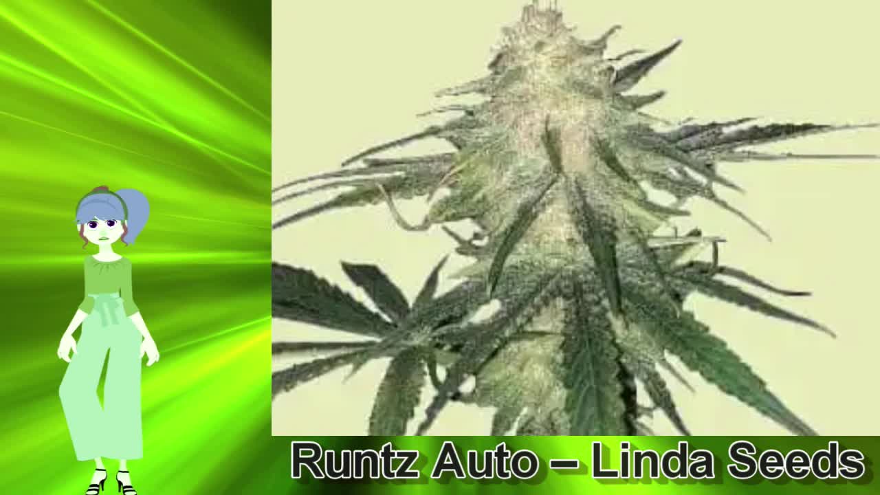 Runtz Auto – Linda Seeds