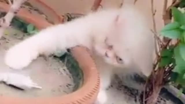 cat video-cute cat video #shorts #beautiful #animal #sweet