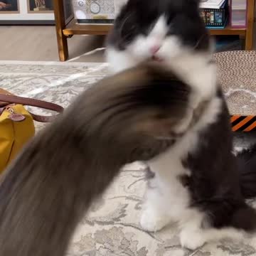 Cute 🐈 Cats Funny Video|Cat Funny Video#Shorts