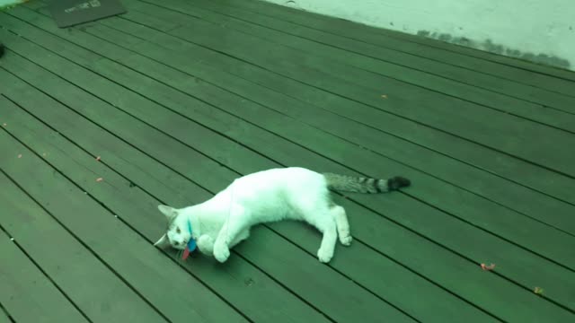 cat is playing with toys