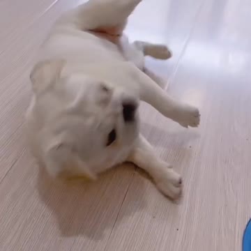 So Funny 😀😀 Acting By Dog 🐶🐕