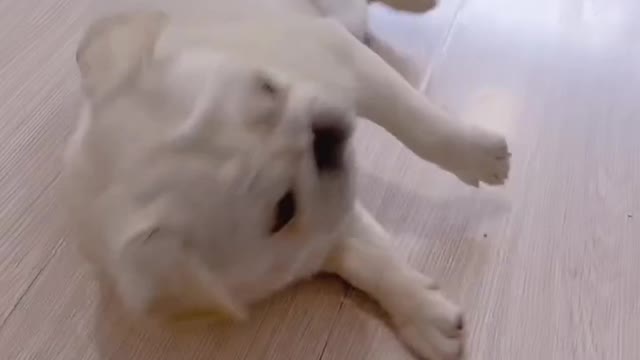 So Funny ππ Acting By Dog πΆπ